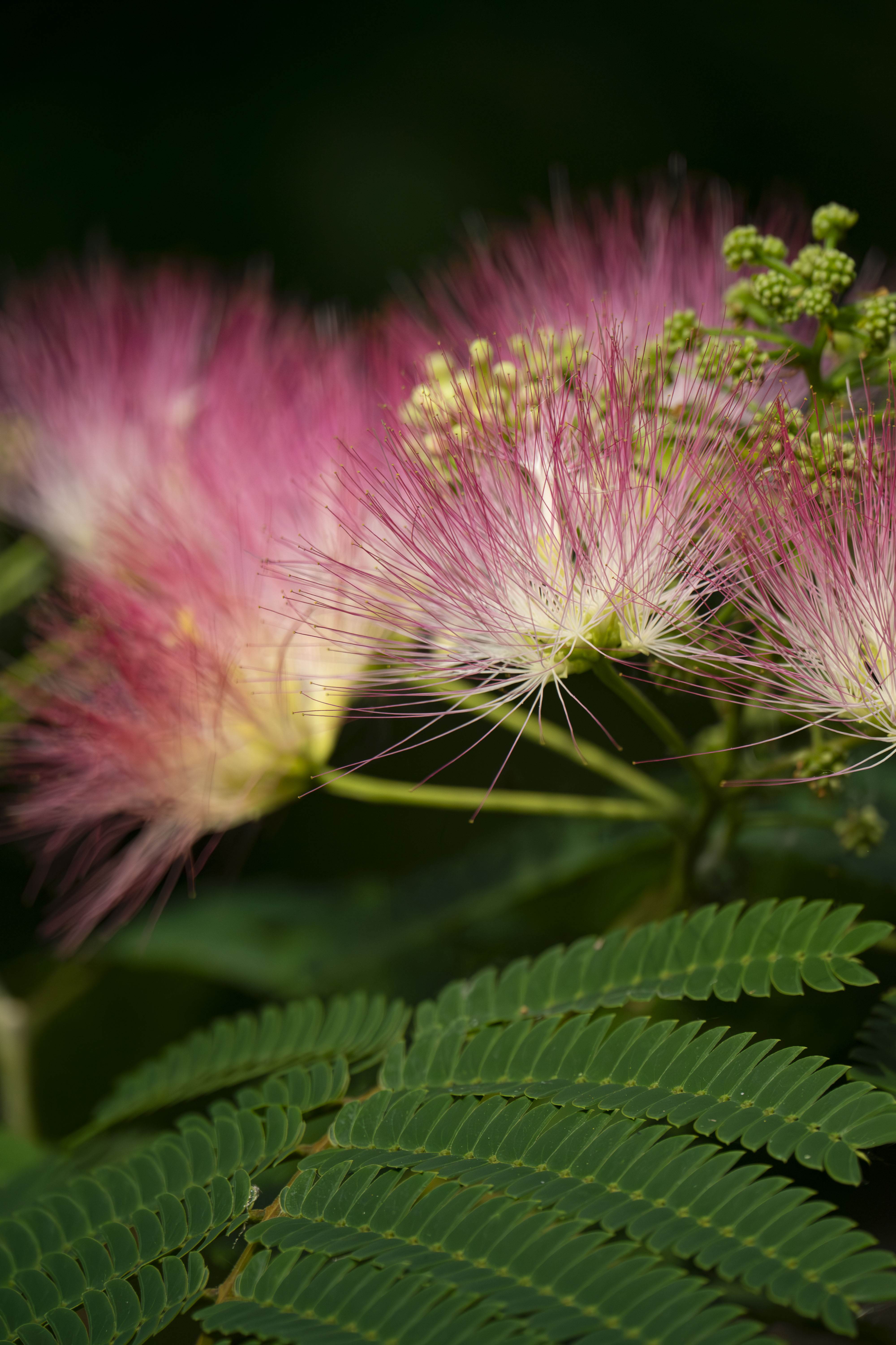 Bright Pink Flowers