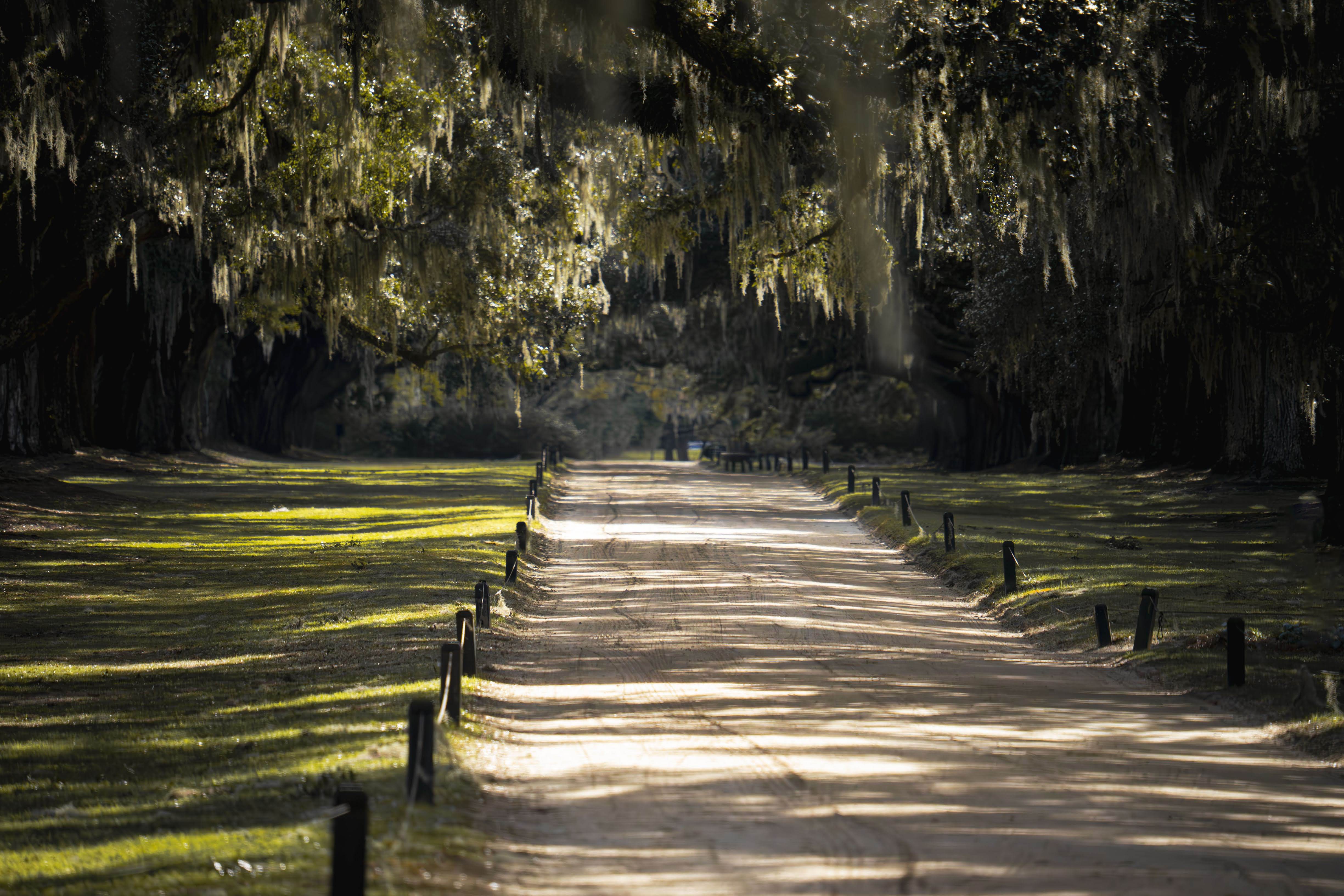 Path Through Overhanging Trees