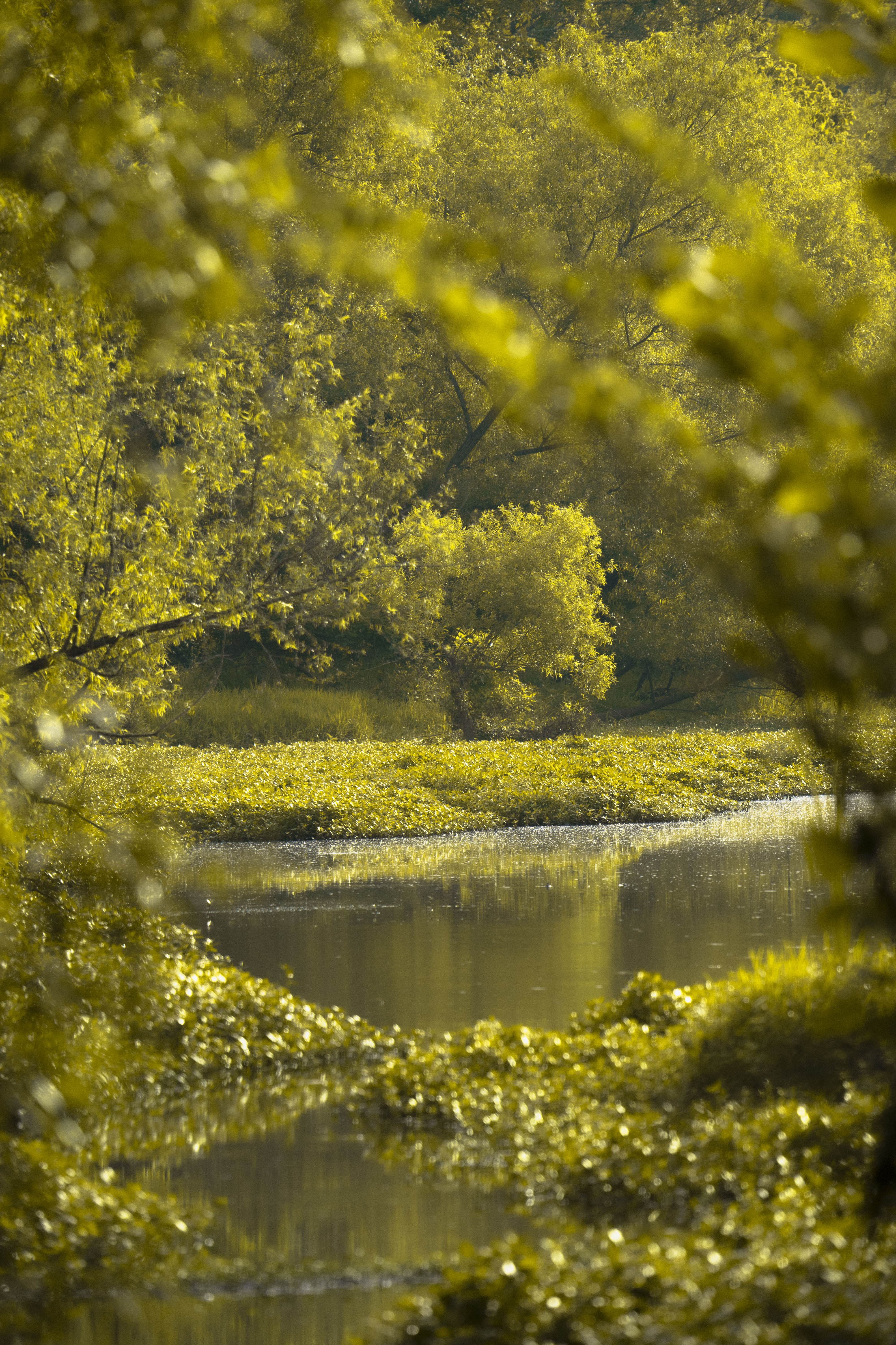 Lush Green Plants with Lake