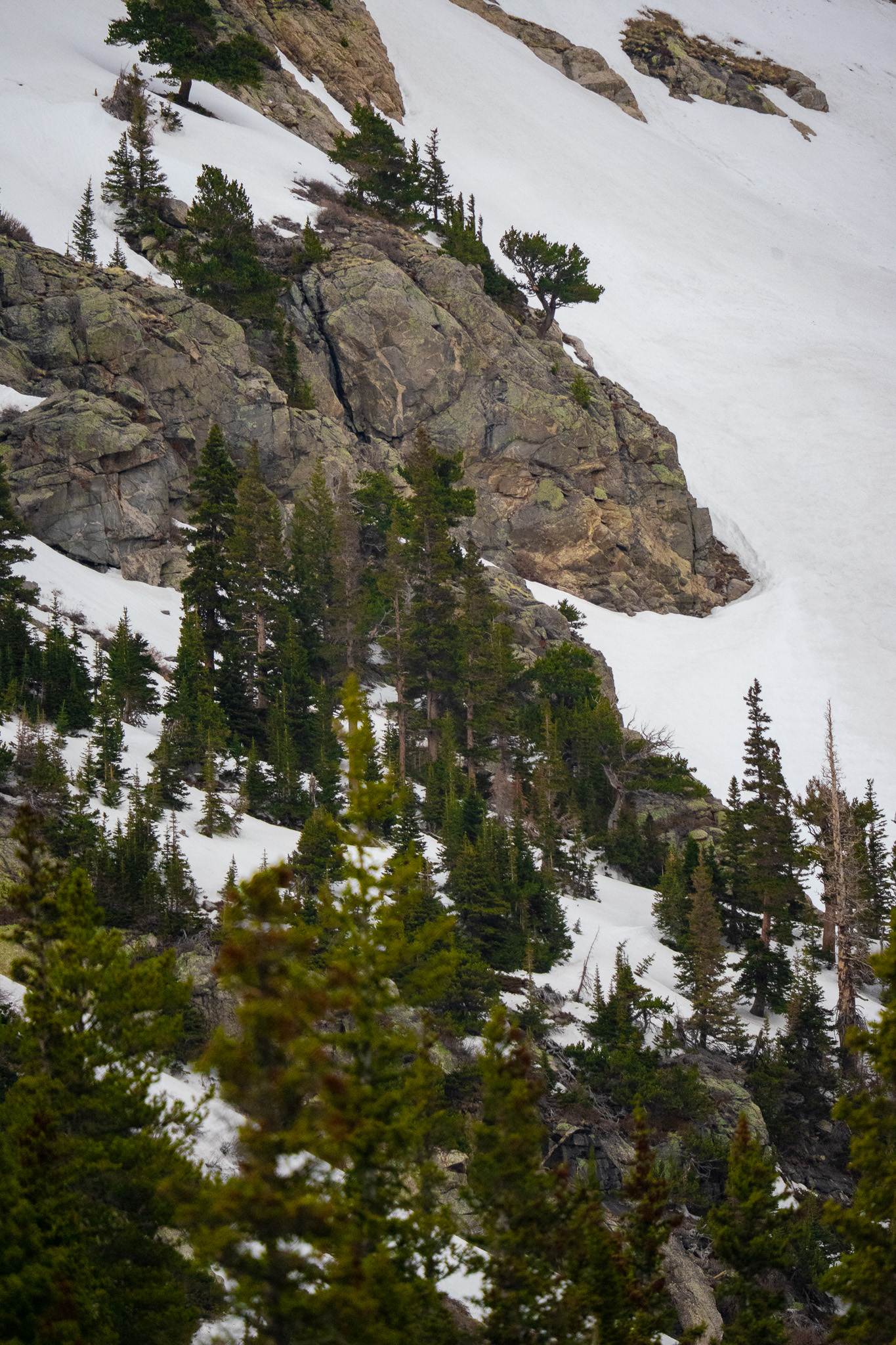 Trees and Snow in Mountains