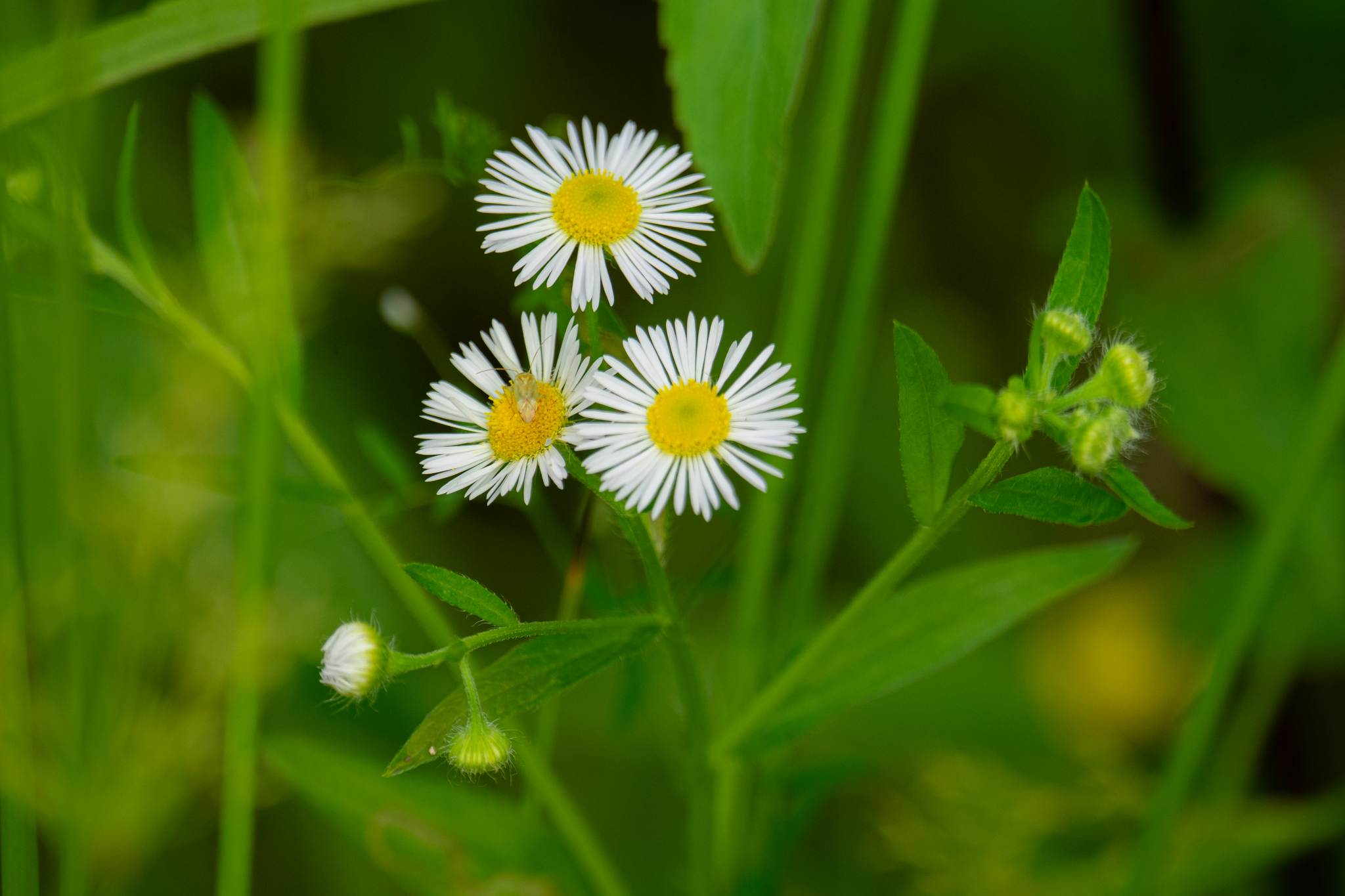 White and Yellow Flowers