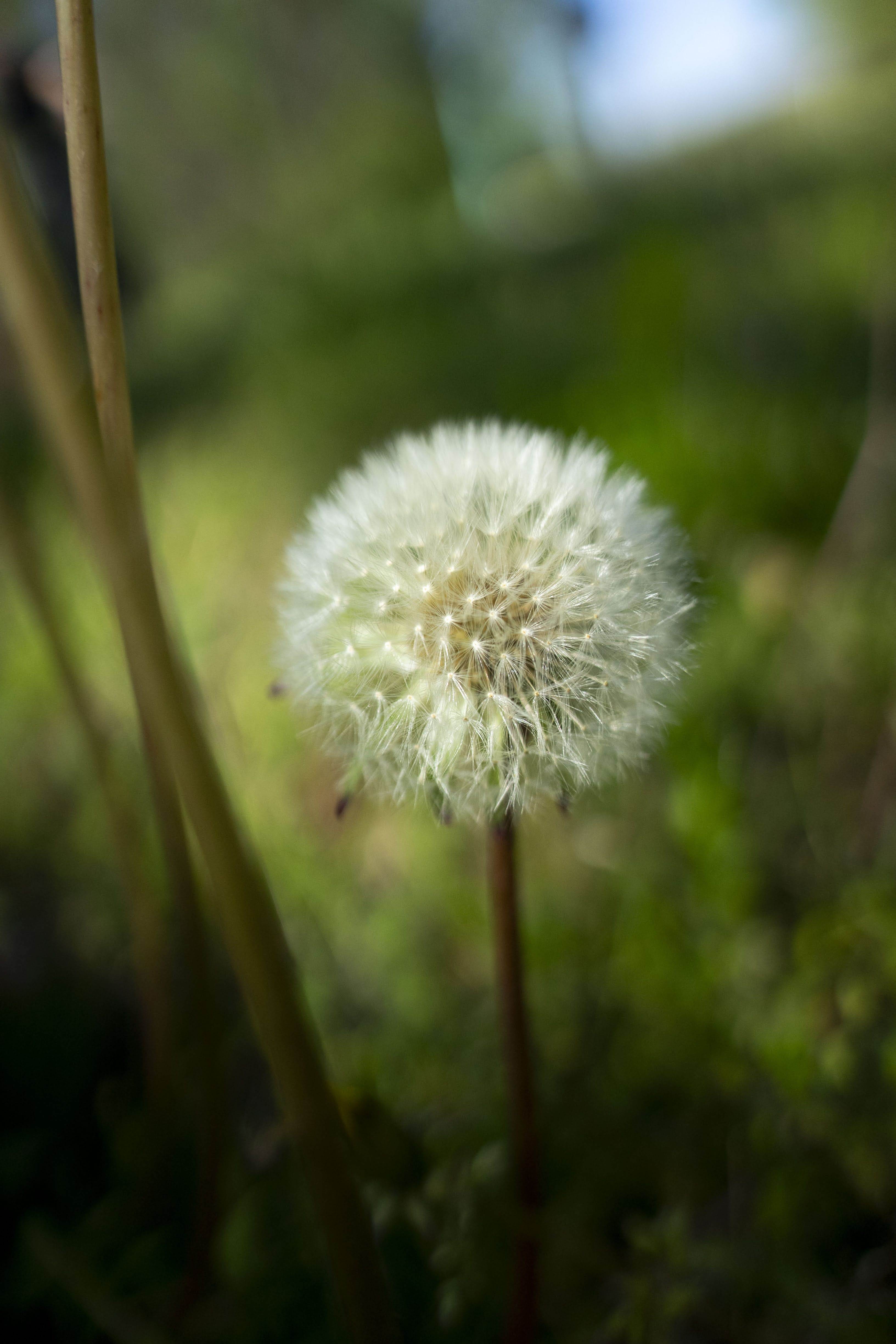 Dandelion