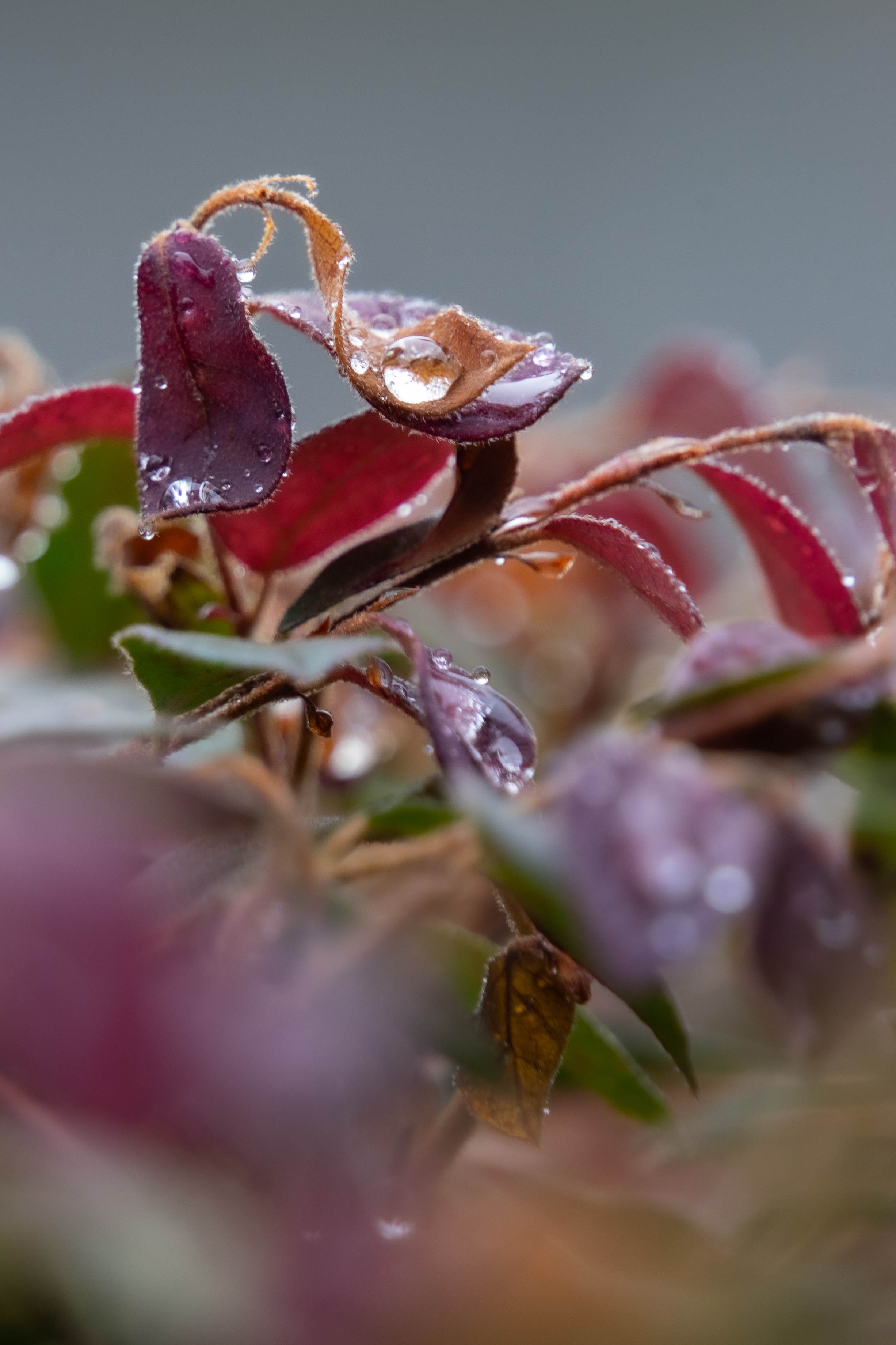 Rain on Leaf Macro