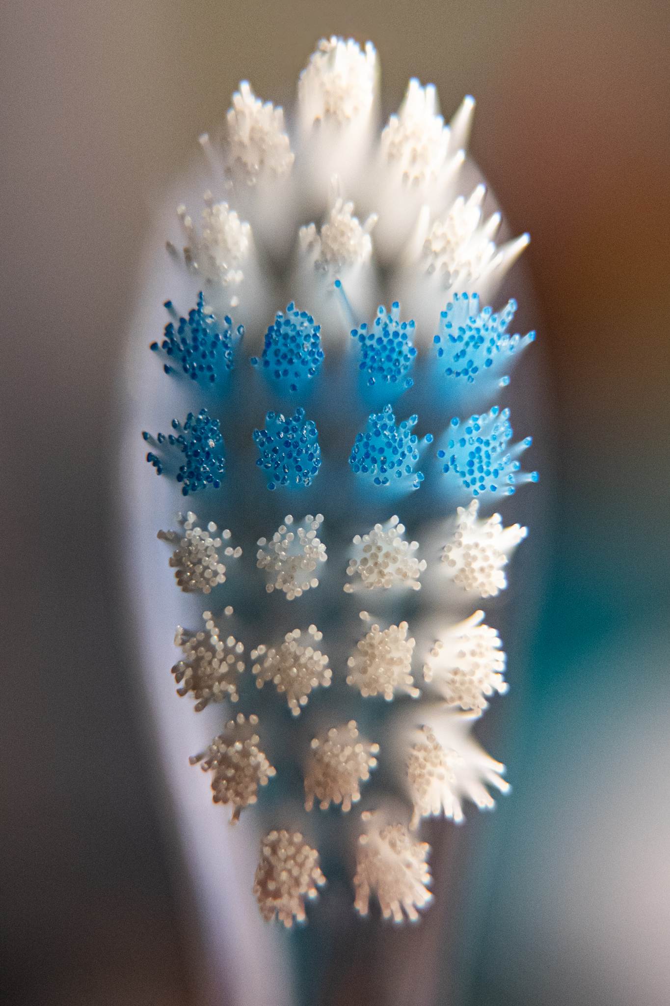 Toothbrush Macro