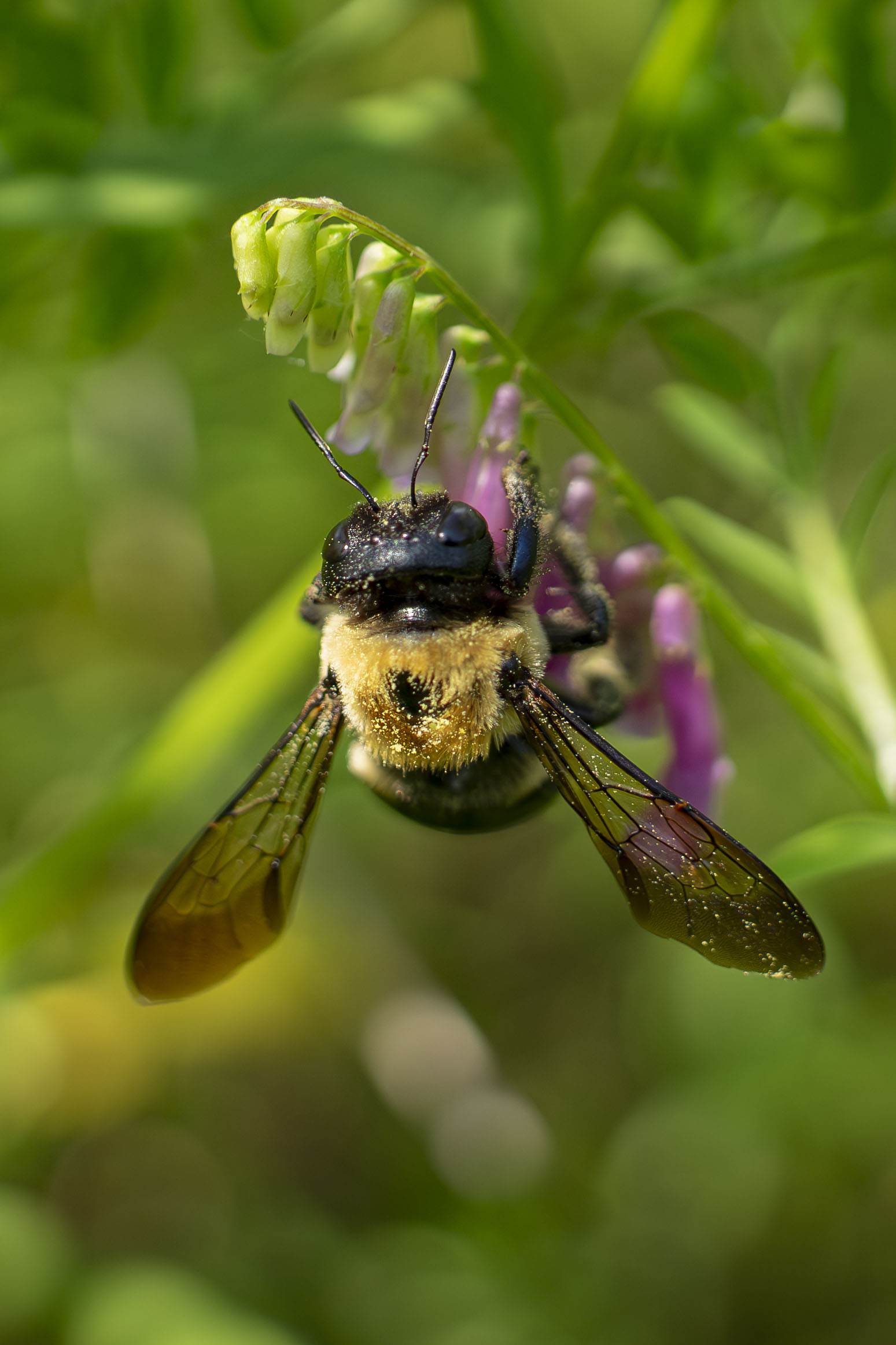 Bee with Pollen