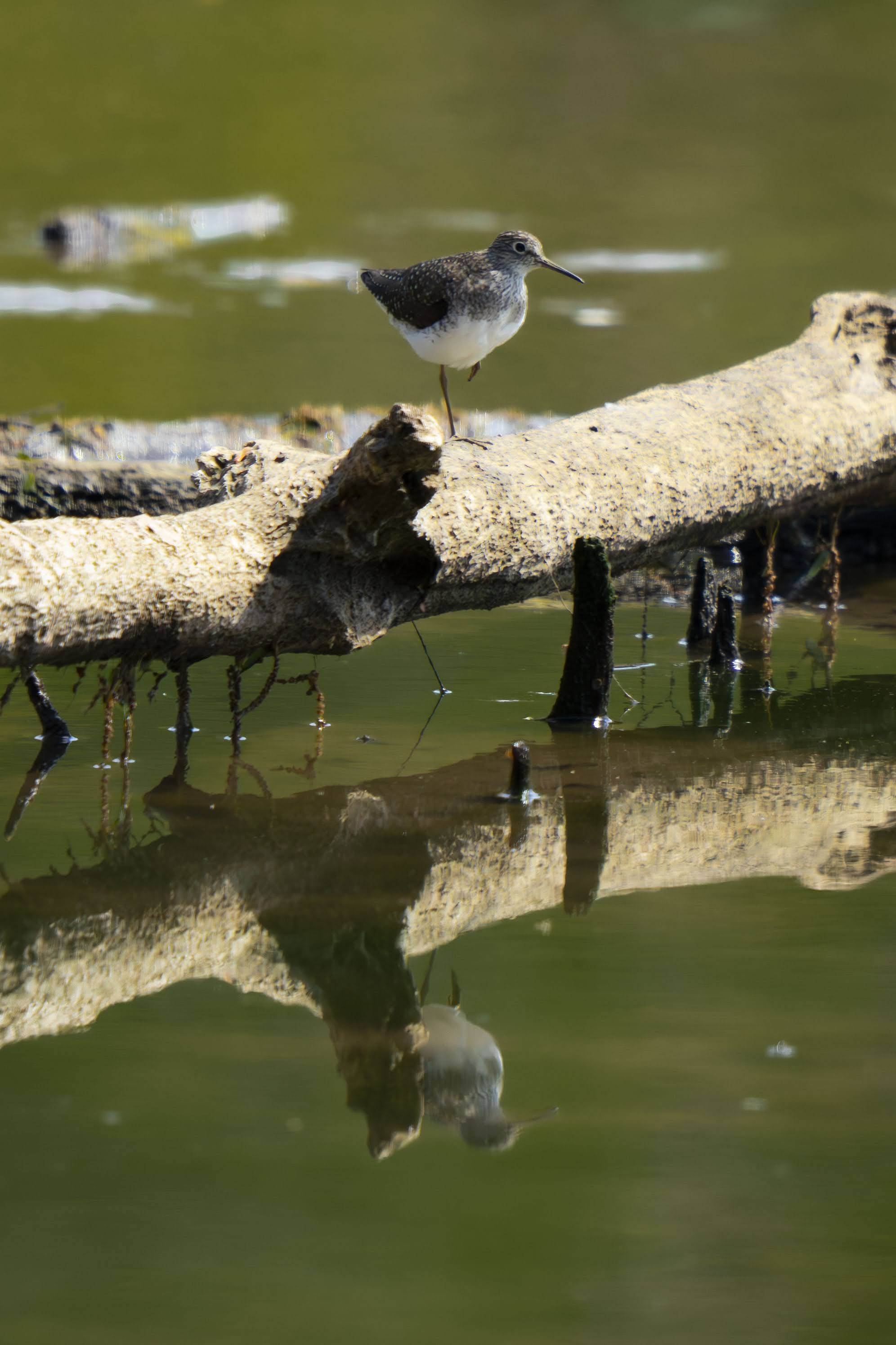 Bird Perching on Log Reflection