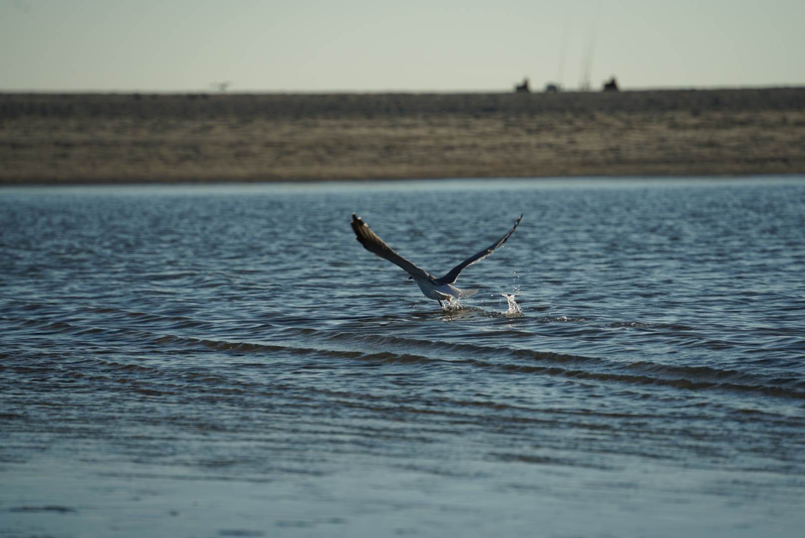 Bird Taking Off from Water