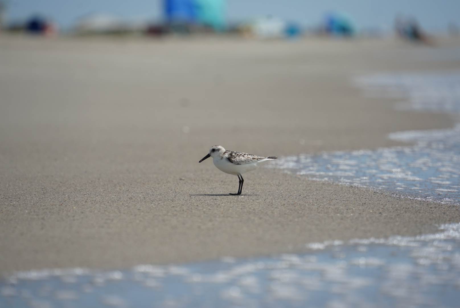 Bird on Beach Near Water