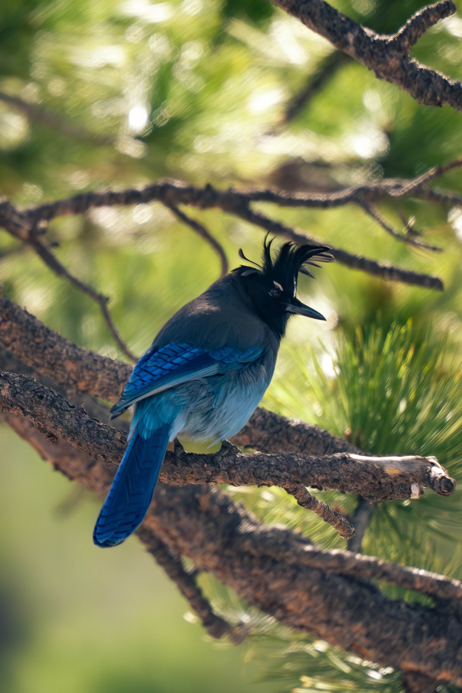 Blue Bird in Mountains