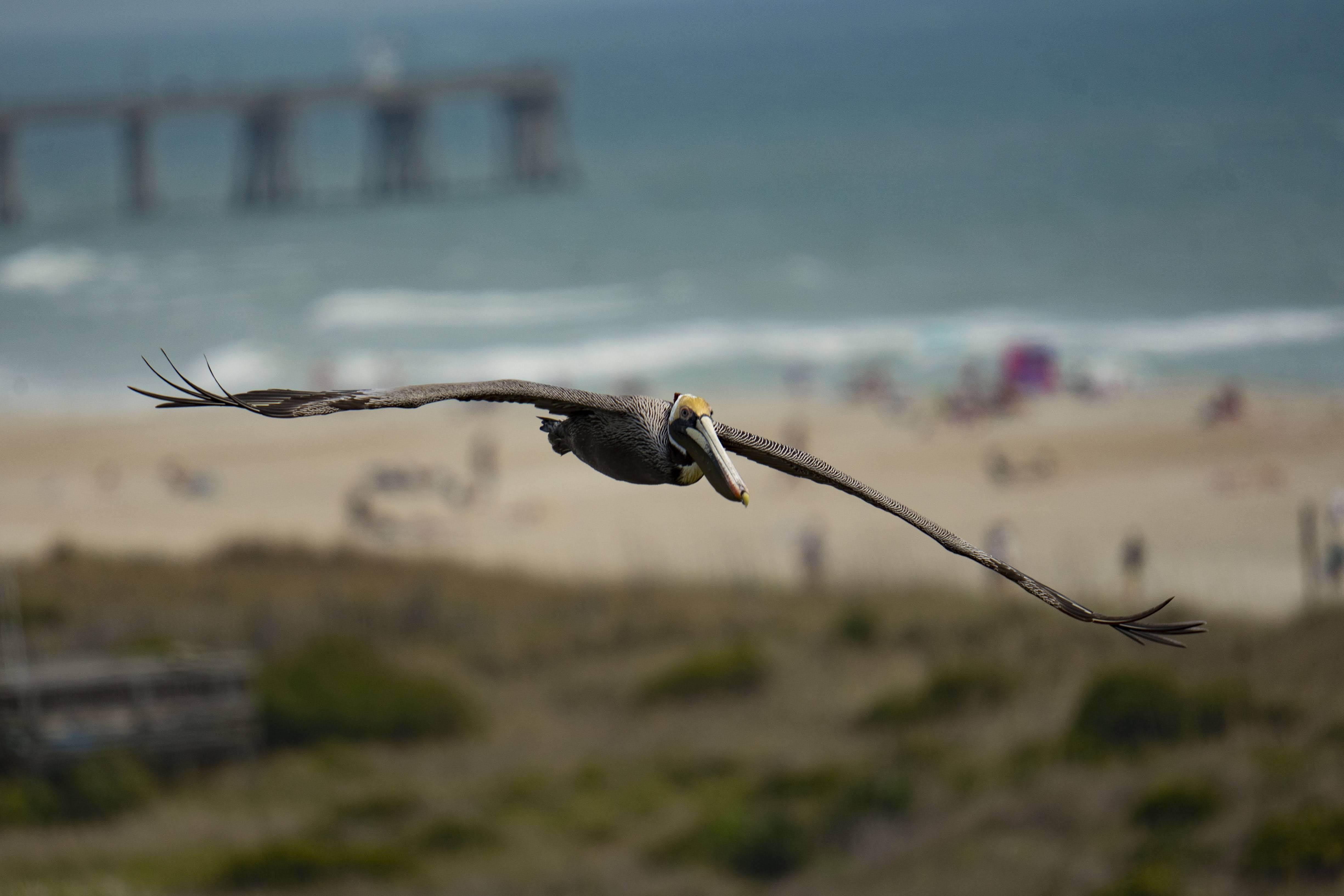 Flying Bird Up Close on Beach