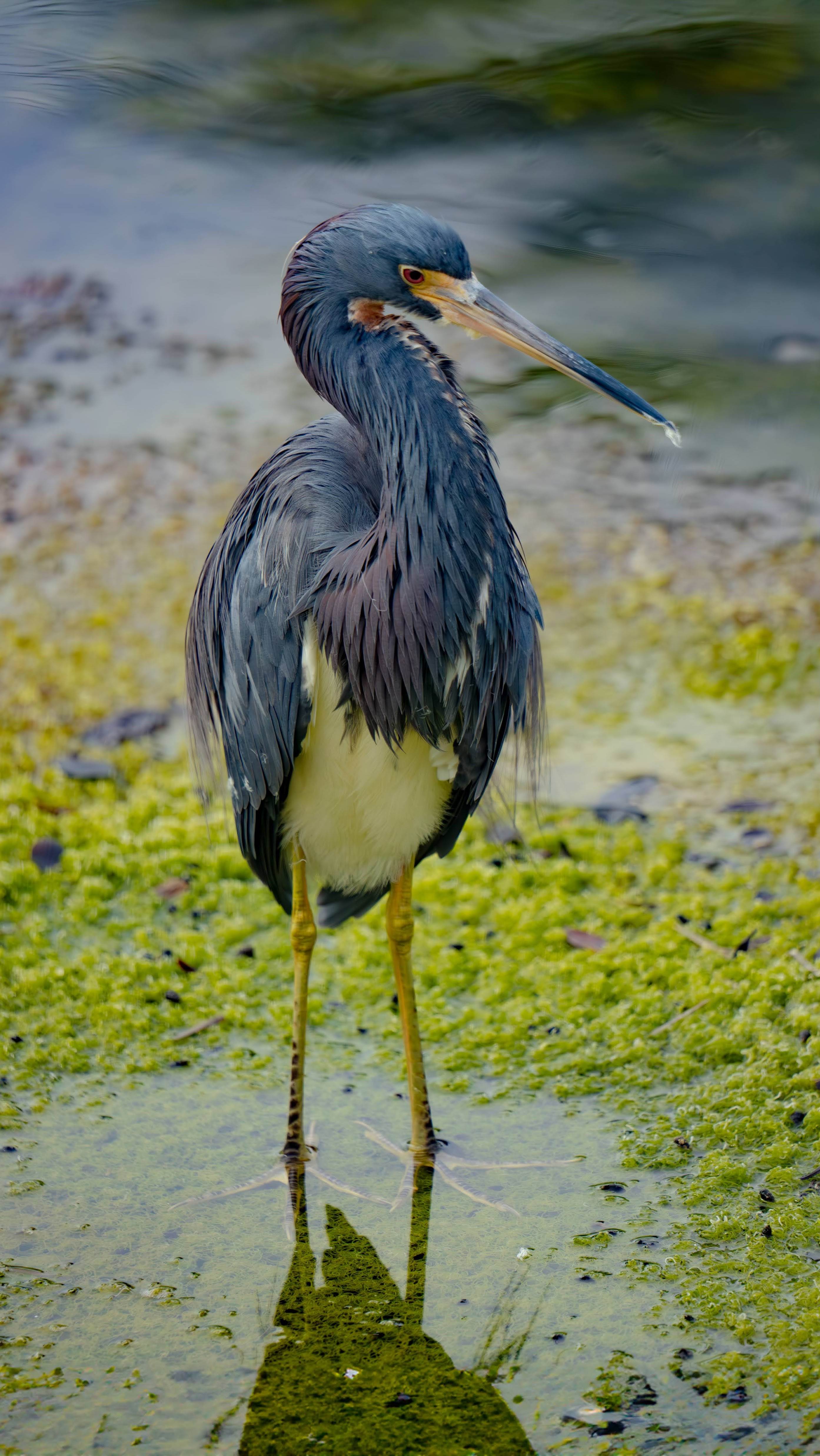 Heron in Clear Water