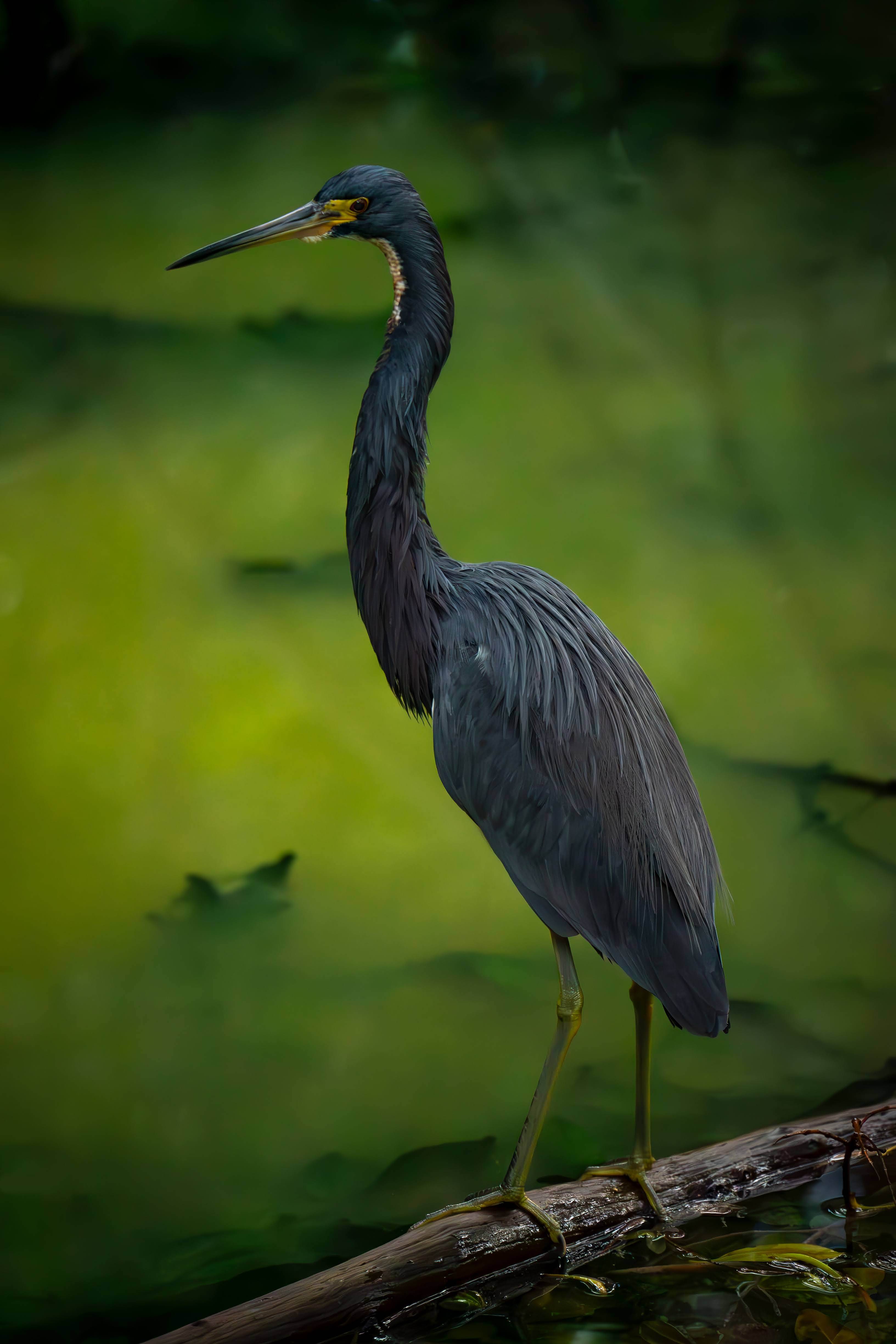 Heron in Murky Green Water