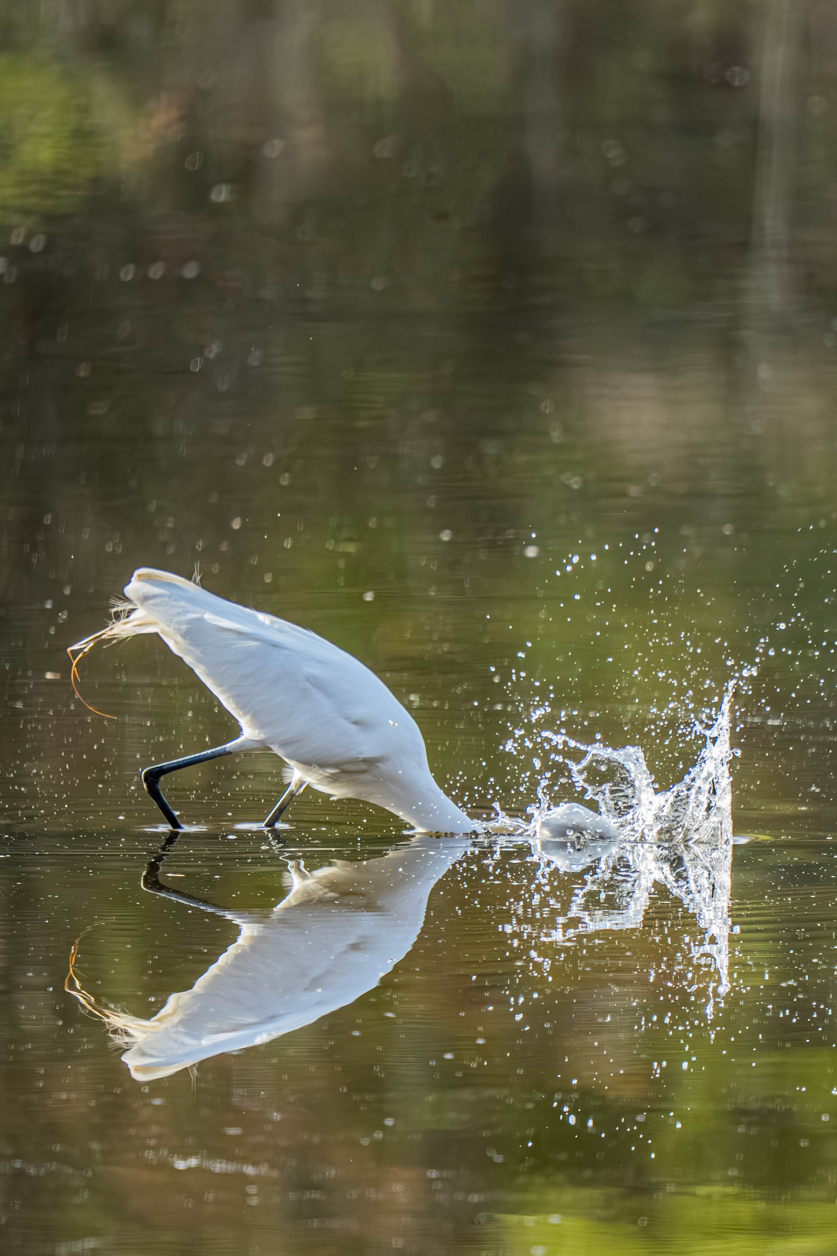 Heron with Head Underwater