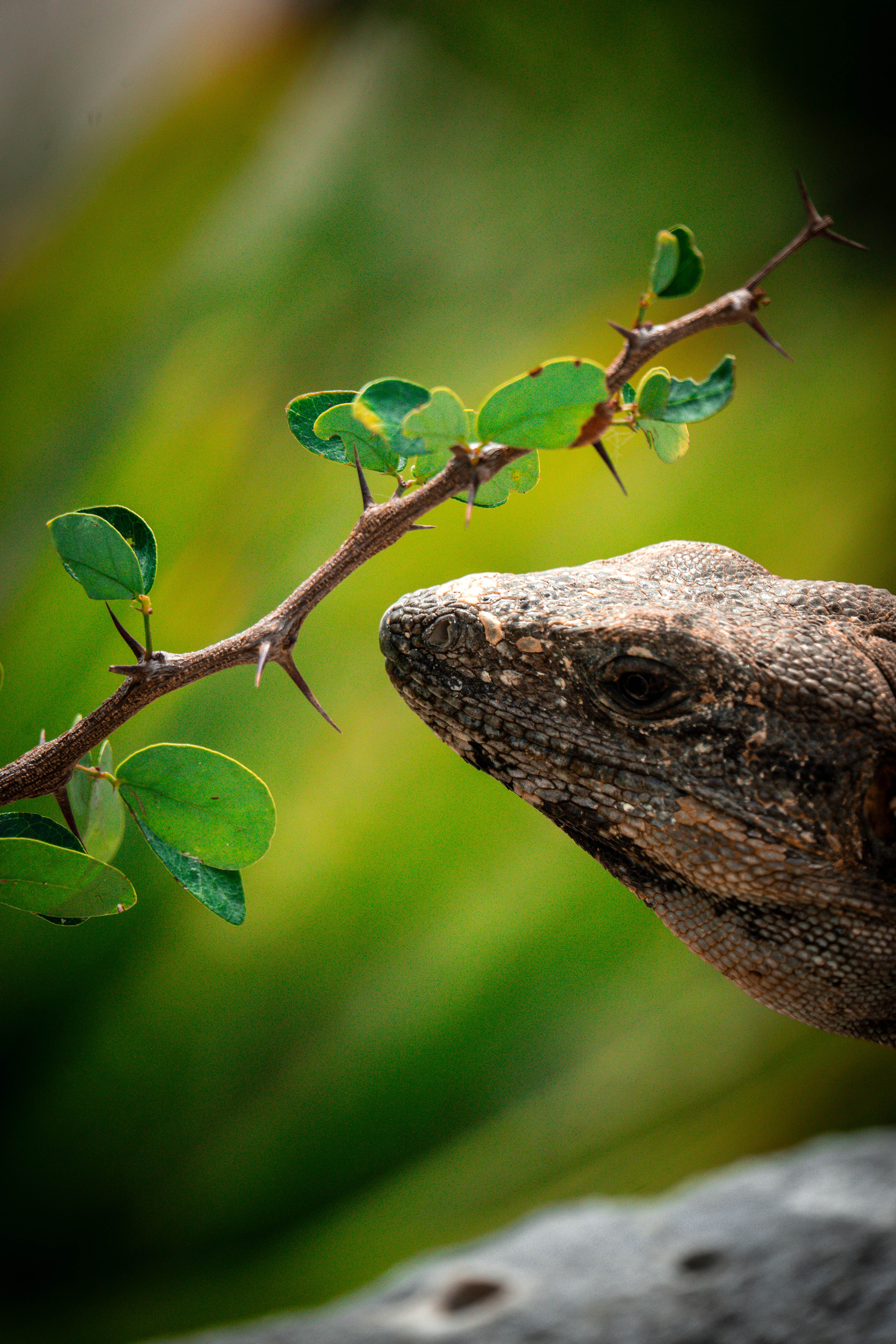 Lizard with Branch