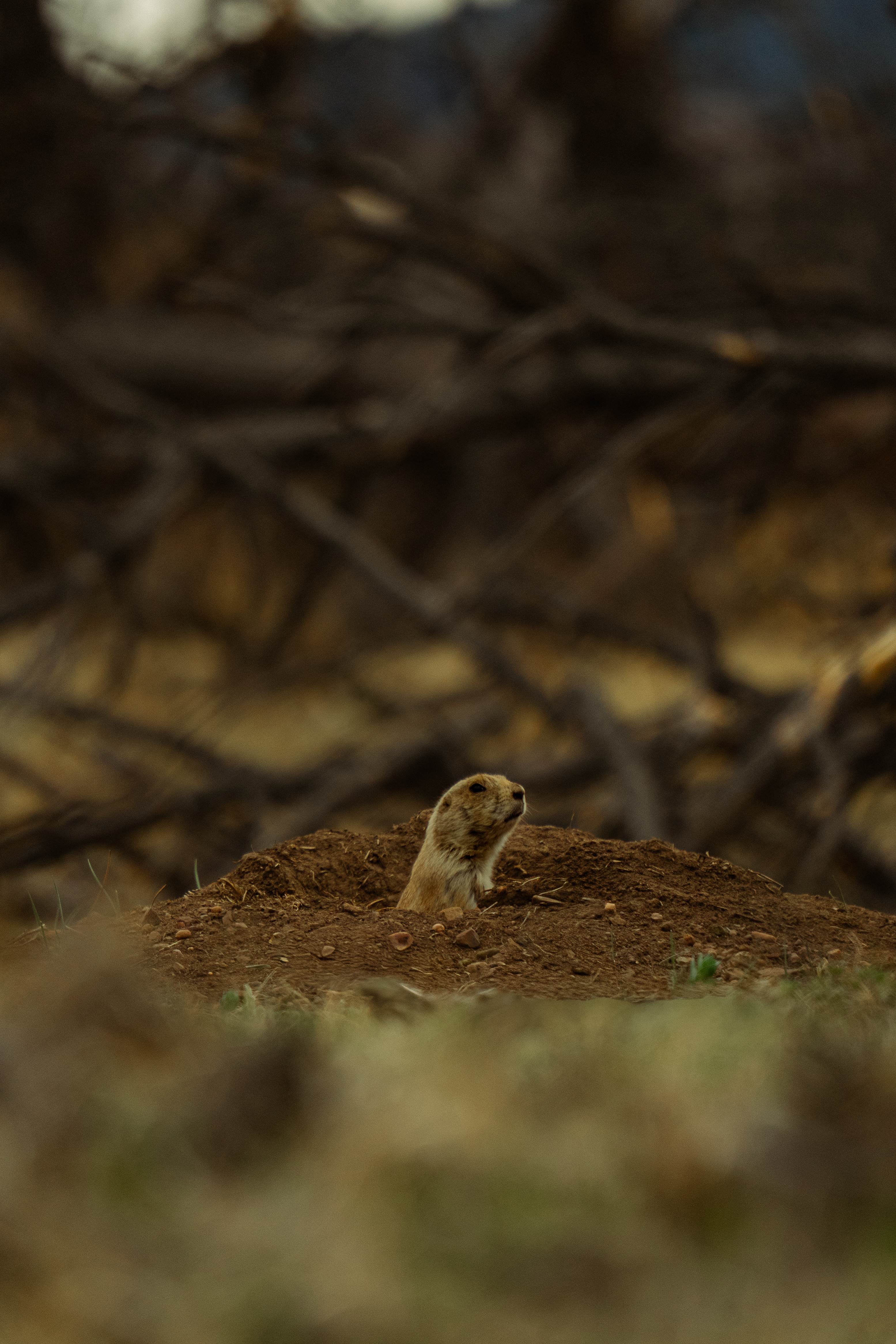 Prairie Dog