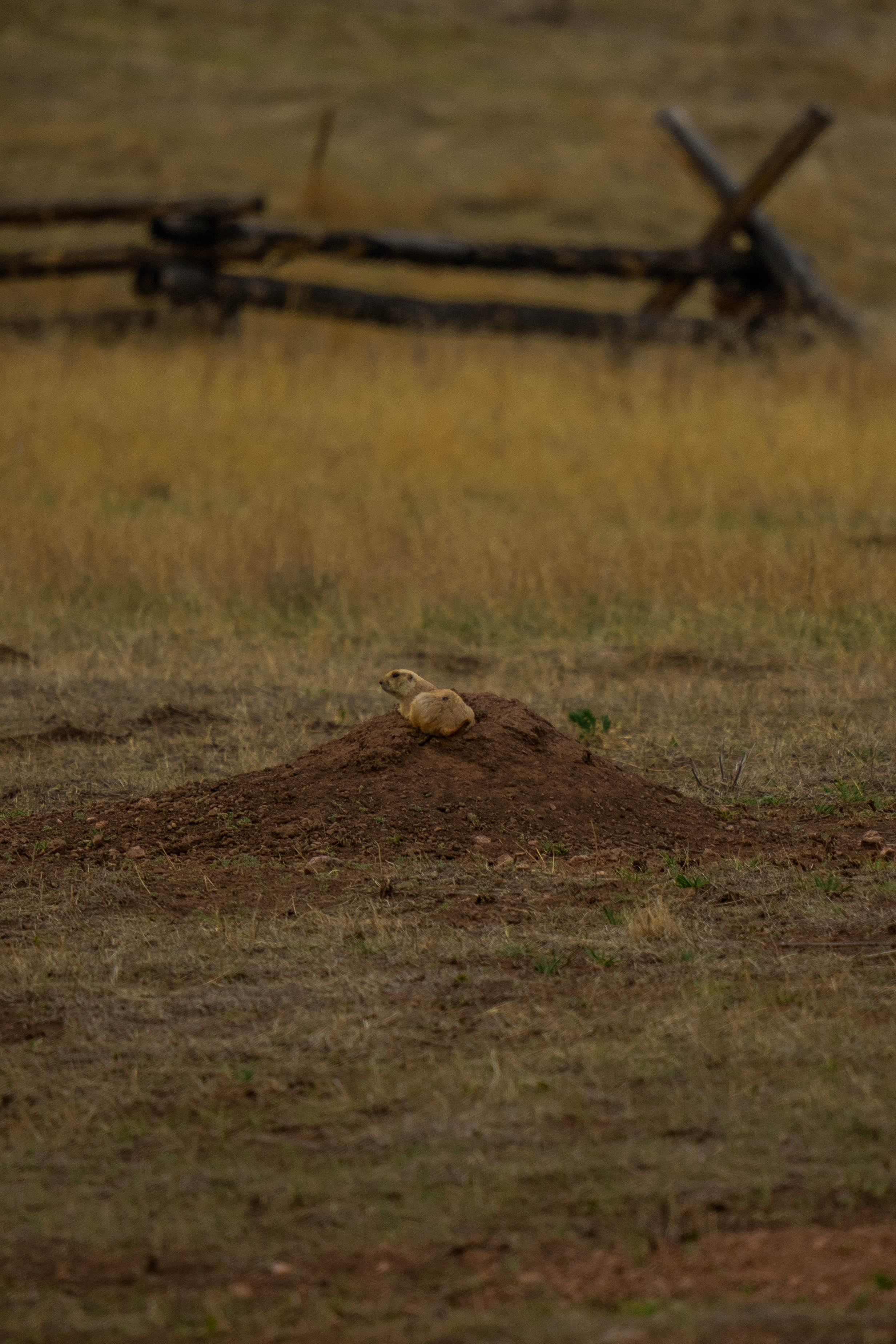 Prairie Dog