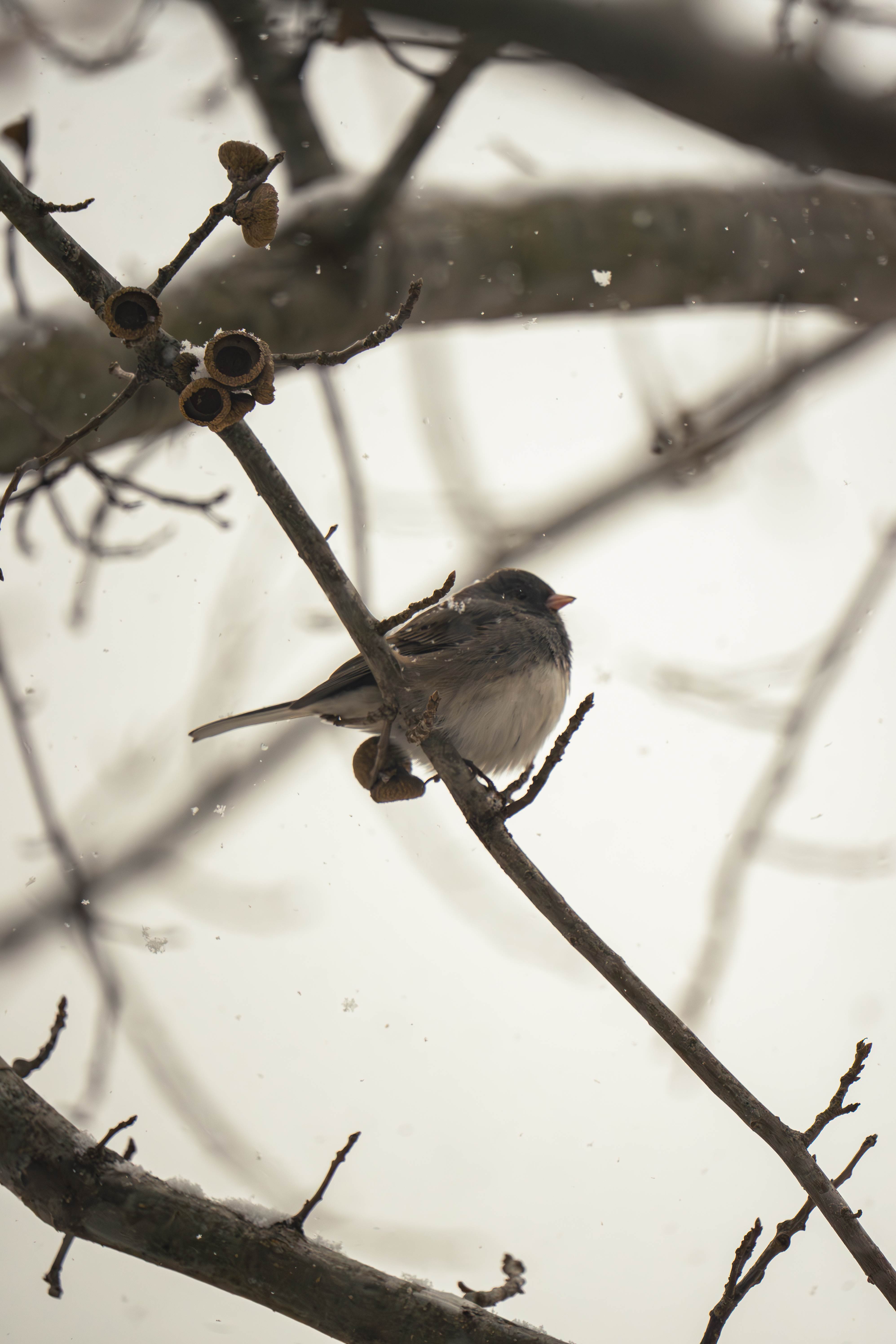 Bird in Tree in Snow