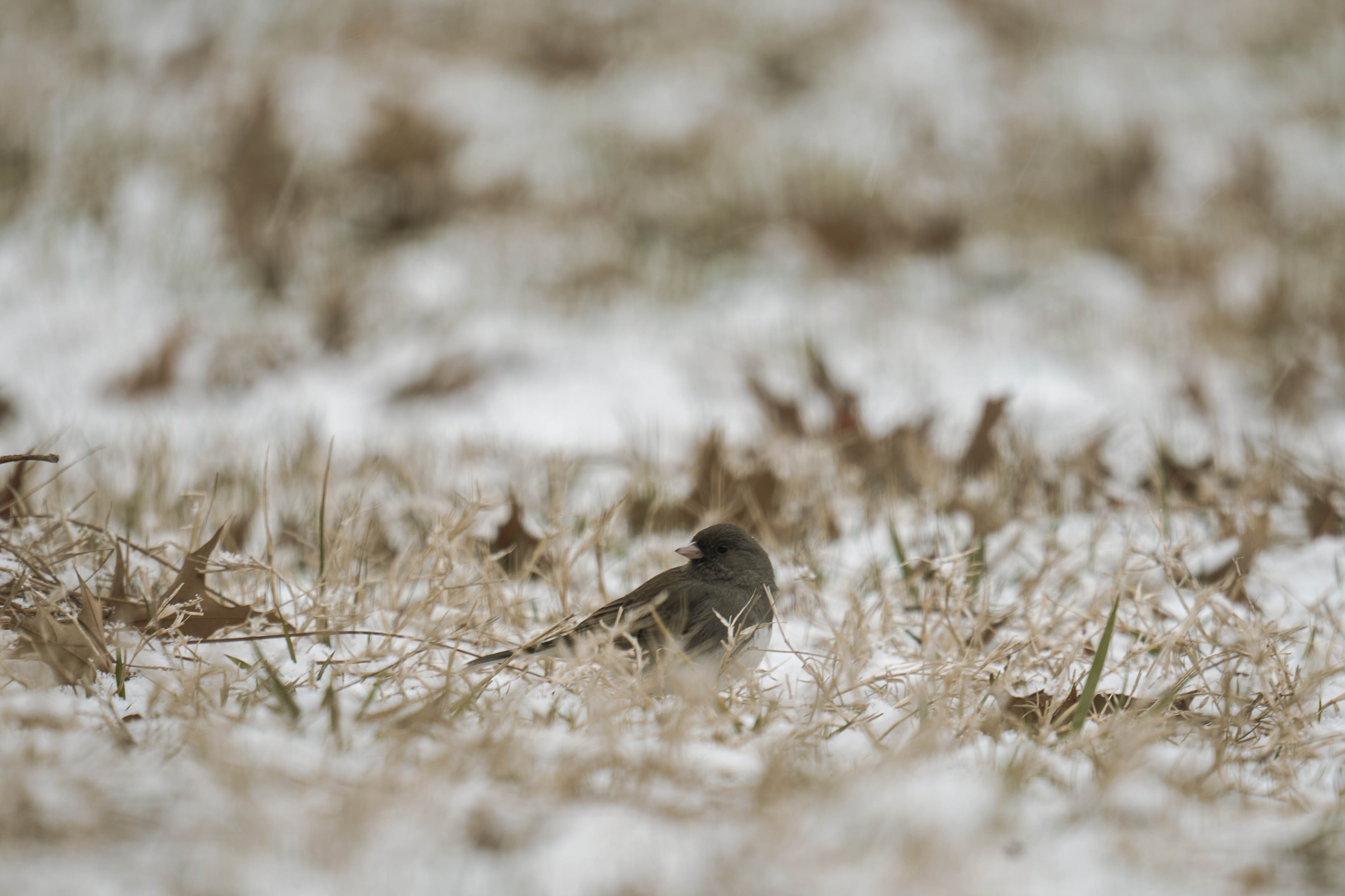 Bird on the Ground in Snow