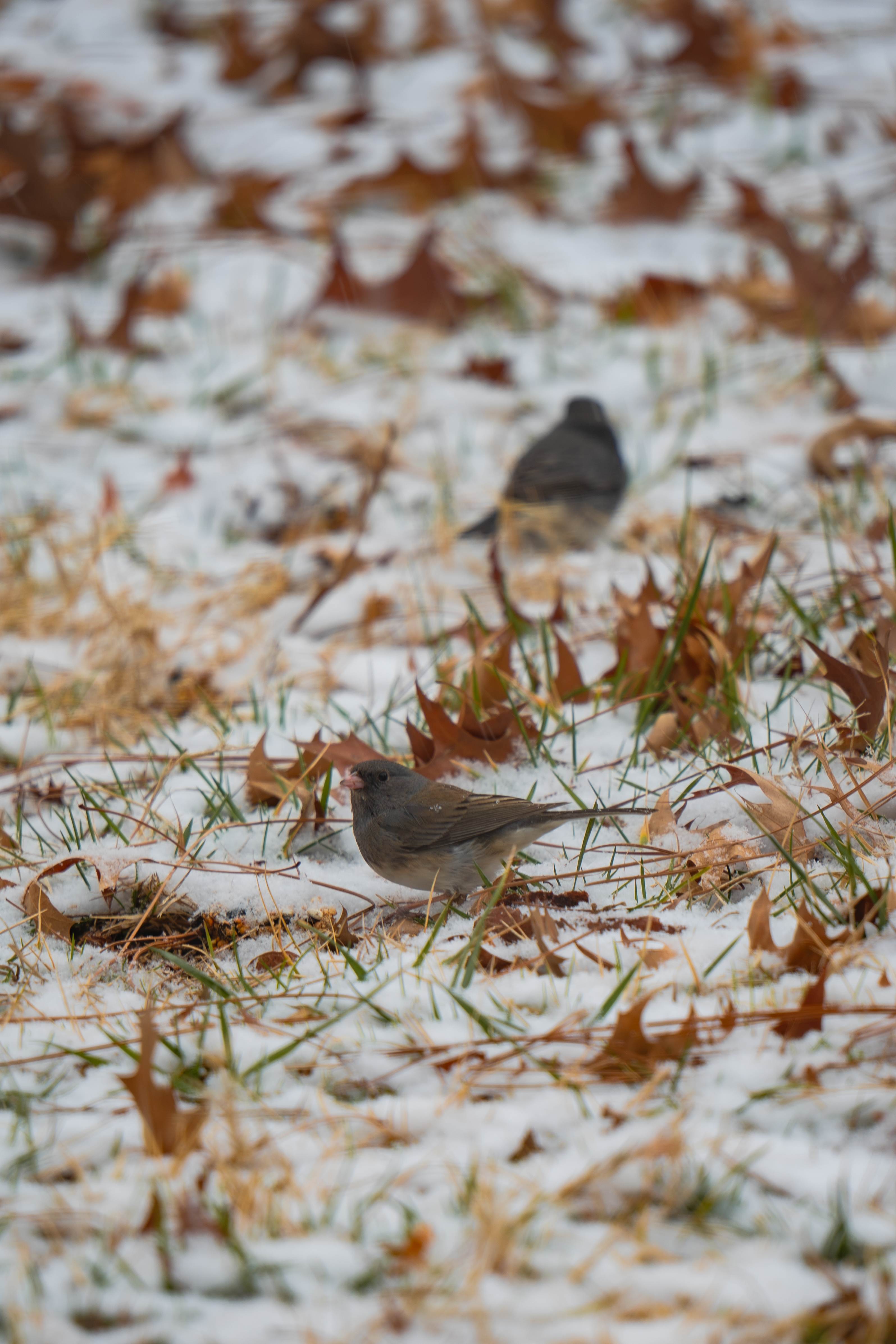Bird on the Ground in Snow